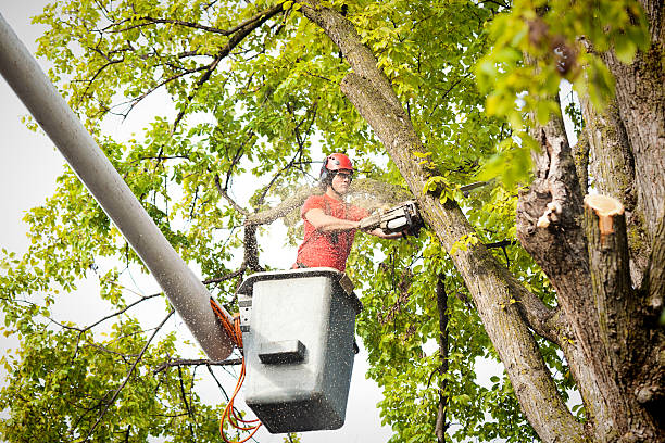 Shokan, NY Tree Service Company